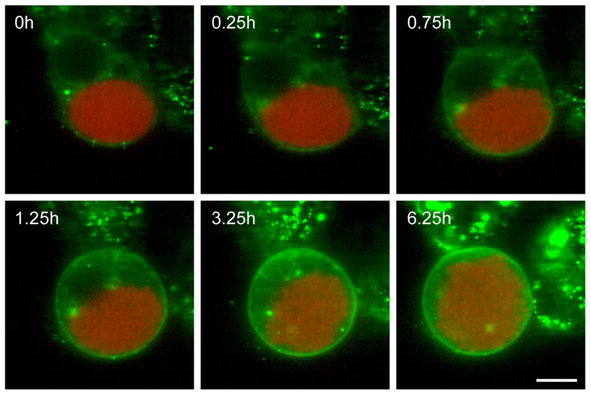 The host cell membrane forms the membrane of the detached cell.
