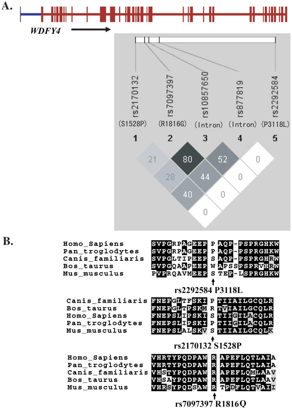 LD among <i>WDFY4</i> SNPs examined in this study (A) and sequence conservation of the three nonsynonymous variations among various species (B).