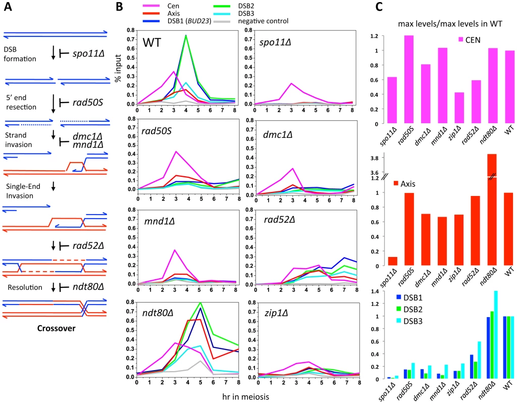 Formation of dHJs is required for full Zip3 recruitment to recombination sites.