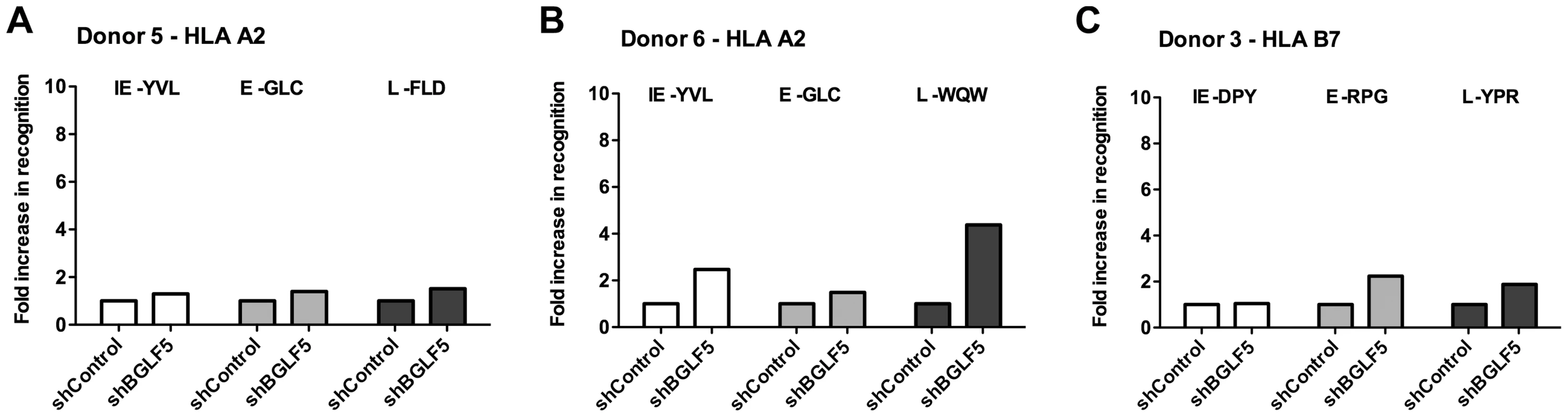 BGLF5 knockdown results in minimal increases in epitope recognition.