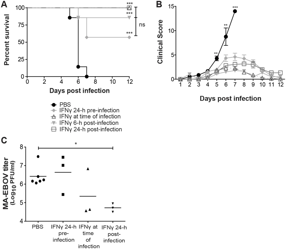 IFNγ protects mice from EBOV morbidity and mortality.