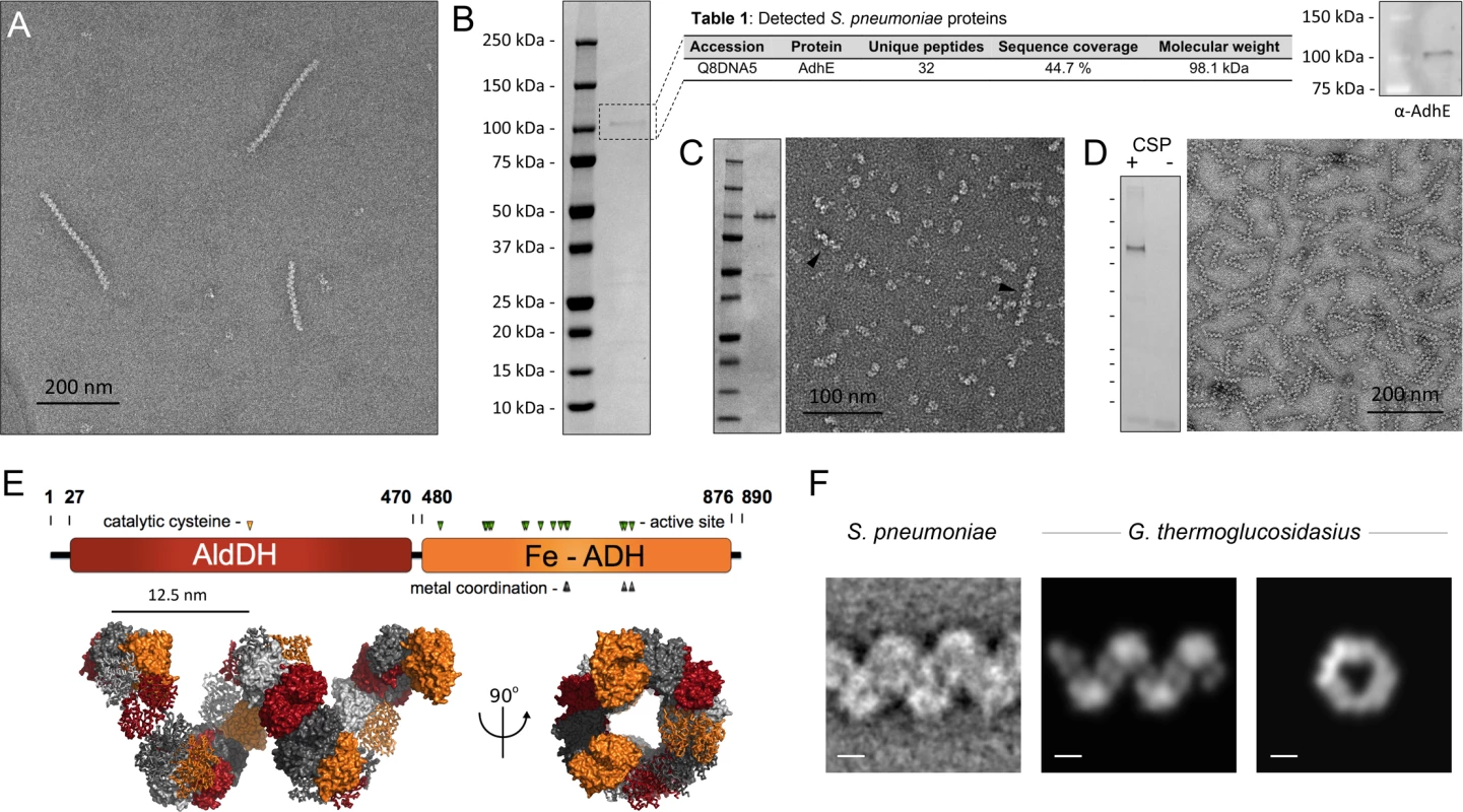Identification of the ‘plaited’ filaments as AdhE spirosomes.