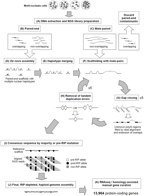 A novel pipeline was employed to assemble the multinucleate, heterozygous genome of <i>Rhizoctonia solani</i> AG8.
