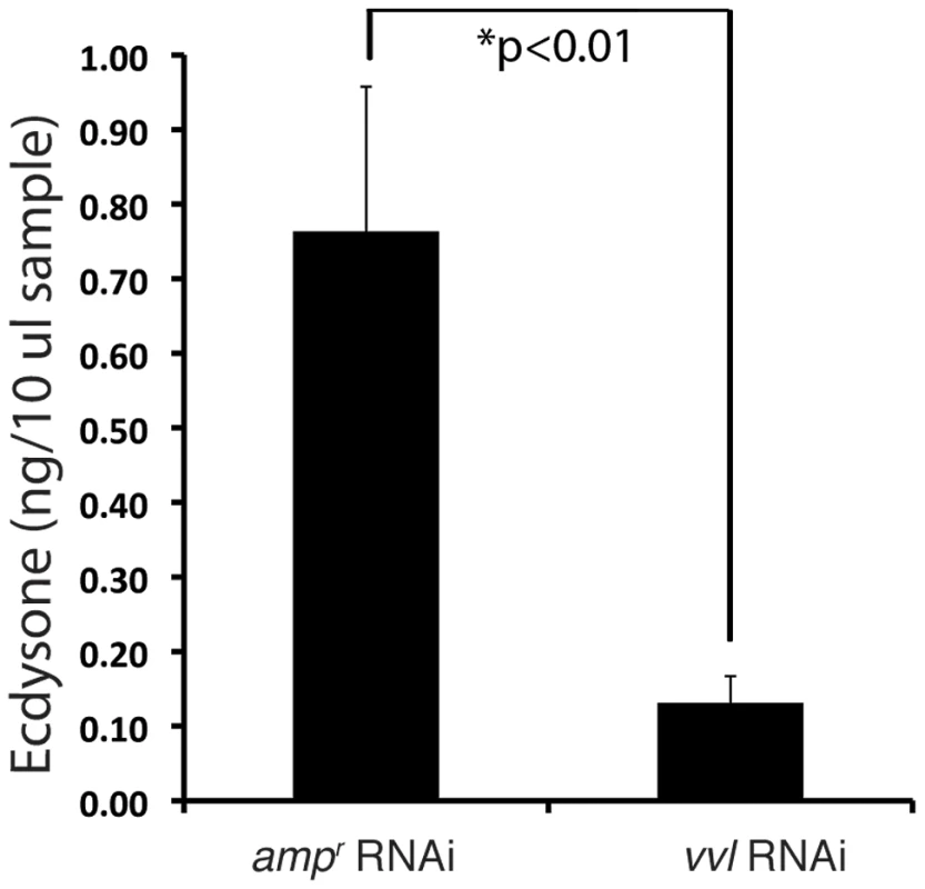 Vvl removal leads to decreased ecdysteroid titer.