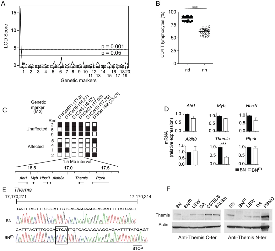 BN<sup>m</sup> rats carry a disrupted <i>Themis</i> gene.