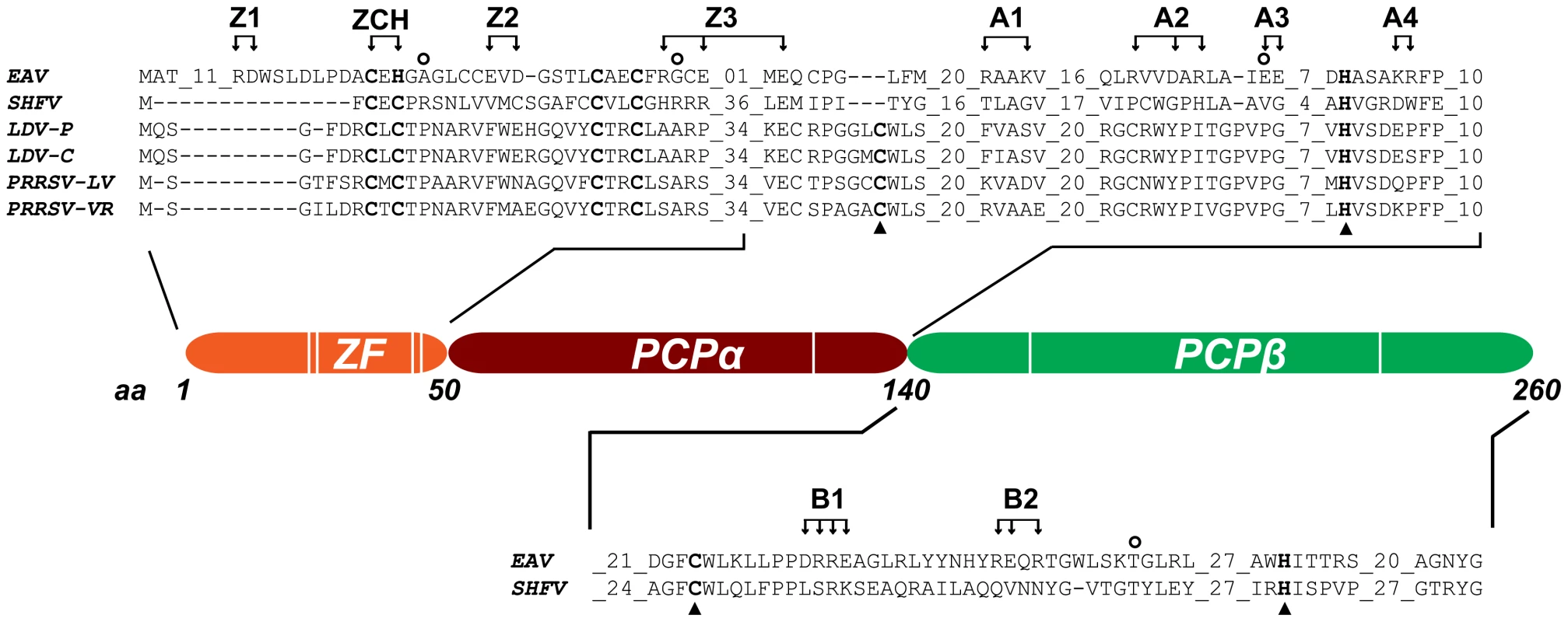 Domain organization of EAV nsp1.