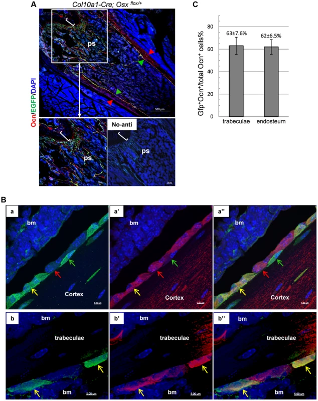 A double Immunofluorescence experiment revealed that the EGFP<sup>+</sup> (Osx<sup>−/+</sup>) cells in the primary spongiosa and endosteum of <i>Col10a1-Cre; Osx<sup>flox/+</sup></i> mice are mature osteoblasts.