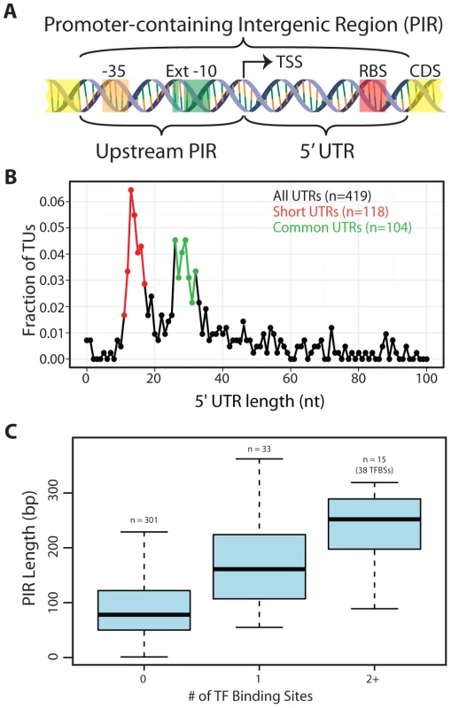 Arrangement of genomic features contained within promoter-containing intergenic regions (PIRs).
