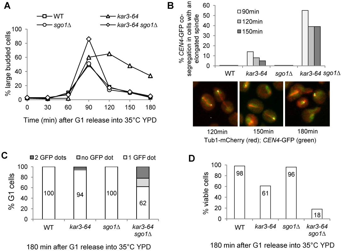 Temperature sensitive <i>kar3-64</i> mutants show syntelic attachment.