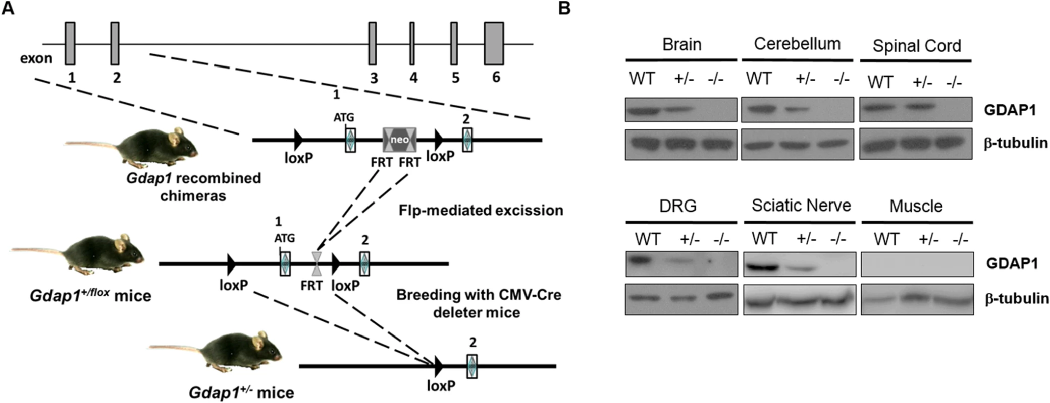 Generation of <i>Gdap1</i><sup><i>-/-</i></sup> mice.