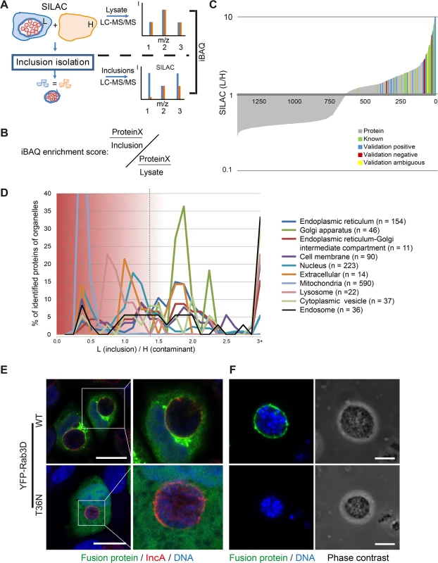 Quantitative proteomics of isolated <i>C</i>. <i>trachomatis</i> inclusions.