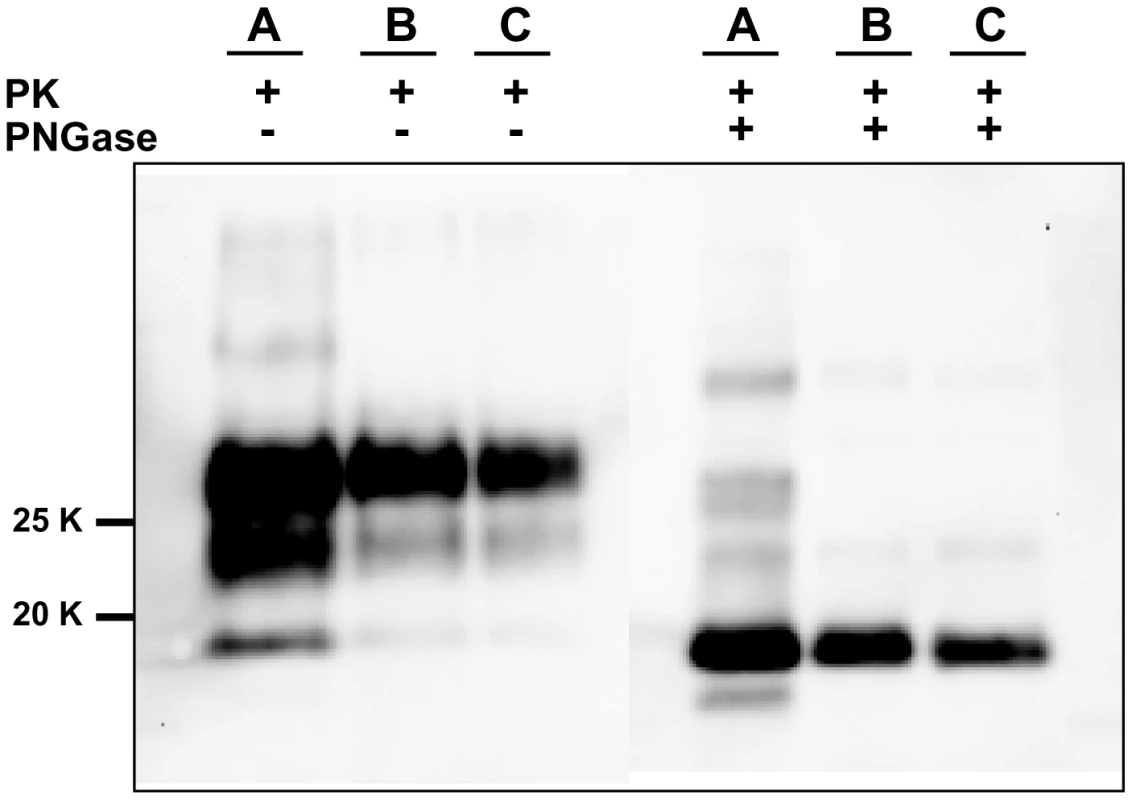Comparison between PrP<sup>Sc</sup> from seeded and unseeded PMCA reactions.