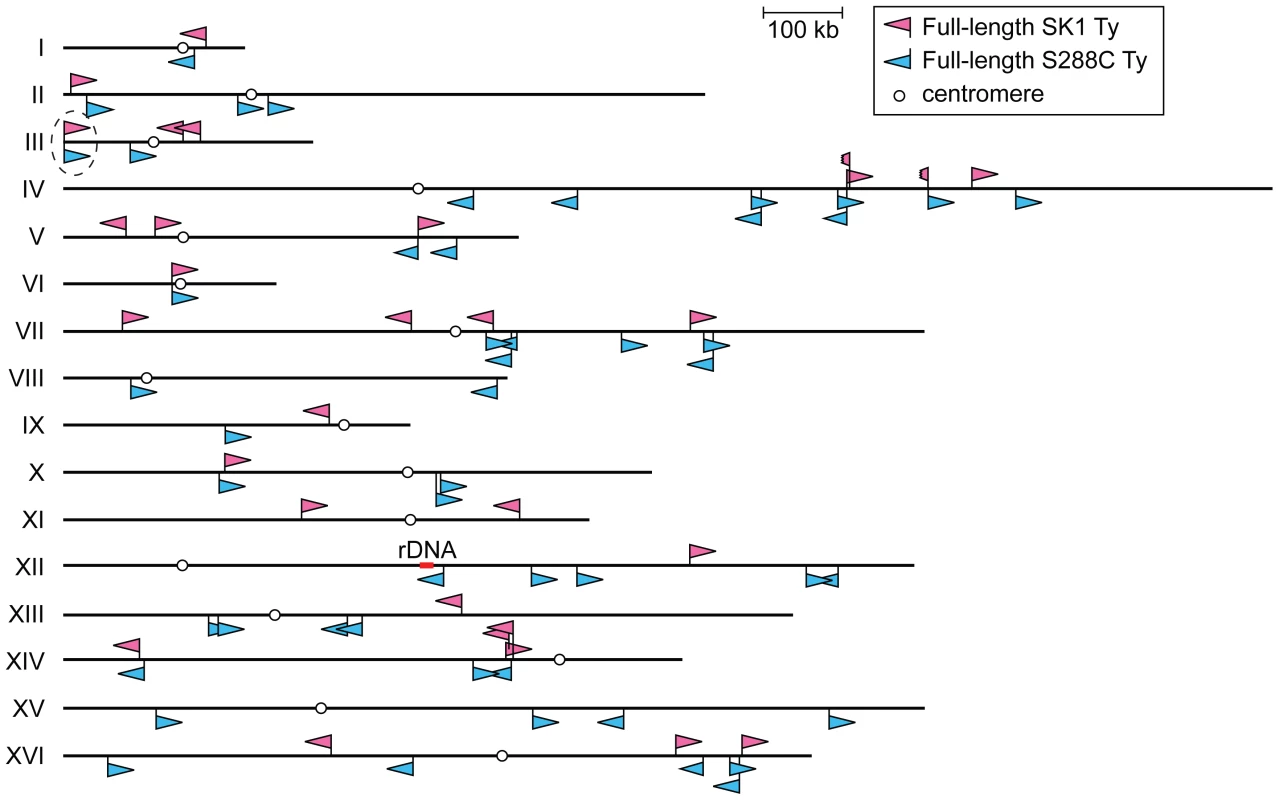 Location of Ty elements in SK1.