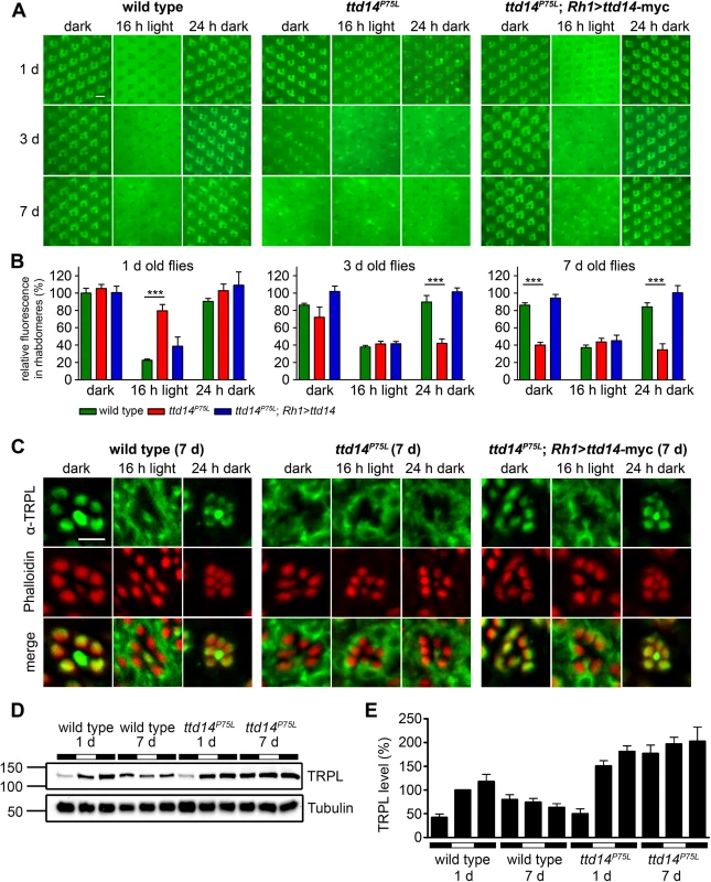 Characterization of the TRPL trafficking defect in the <i>ttd14</i><sup><i>P75L</i></sup> mutant.