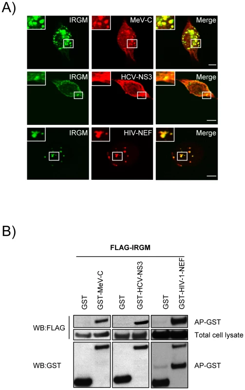 Co-localisation and physical interaction of IRGM with MeV-C, HCV-NS3 and HIV-NEF proteins.