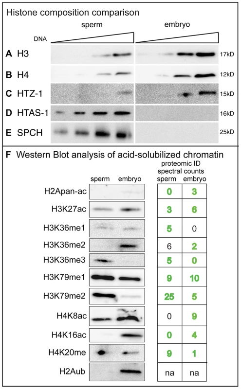 Canonical histones are retained in <i>C. elegans</i> sperm.