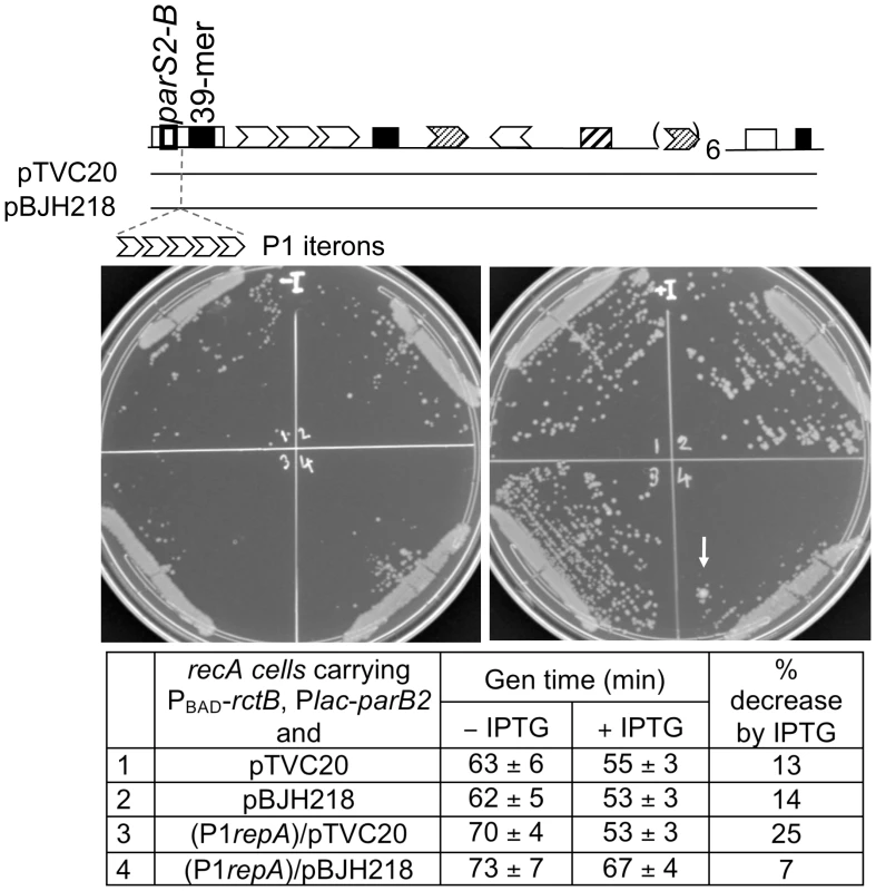 Effect of a roadblock on ParB2-mediated stimulation of <i>oriII</i> activity in <b><i>E. coli</i></b>.
