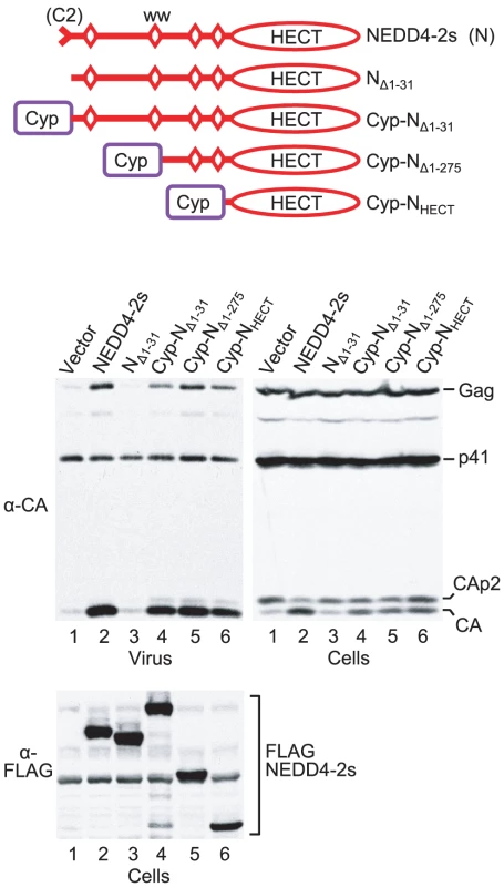 The isolated HECT domain of NEDD4-2s rescues HIV-1<sub>ΔPTAPP</sub> when targeted to Gag.