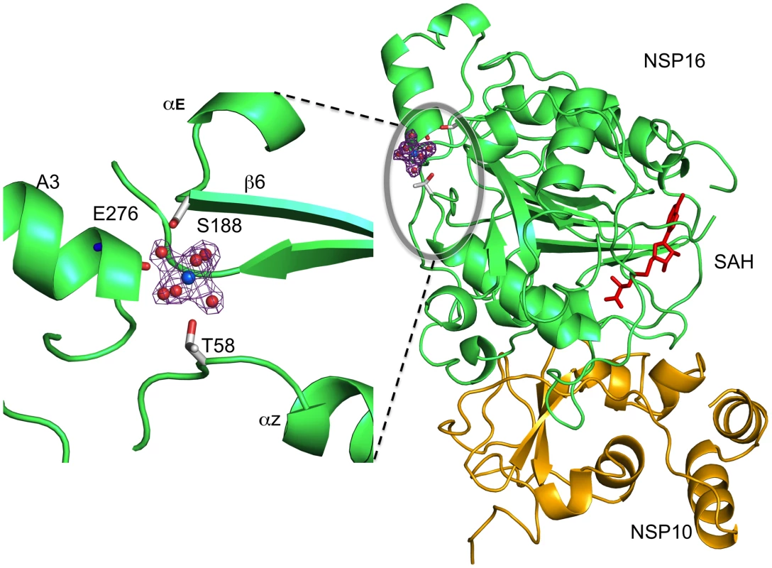 Position and coordination of a metal ion.