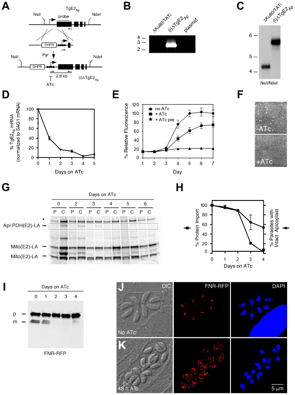 Genetic ablation of E2<sub>Ap</sub> in <i>T. gondii</i> results in a block of apicoplast protein import and parasite growth.