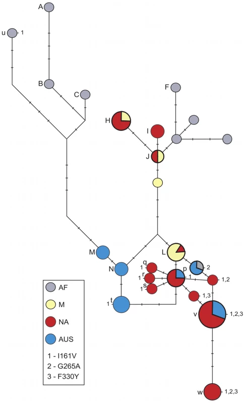 Haplotype network at <i>Ace</i>.