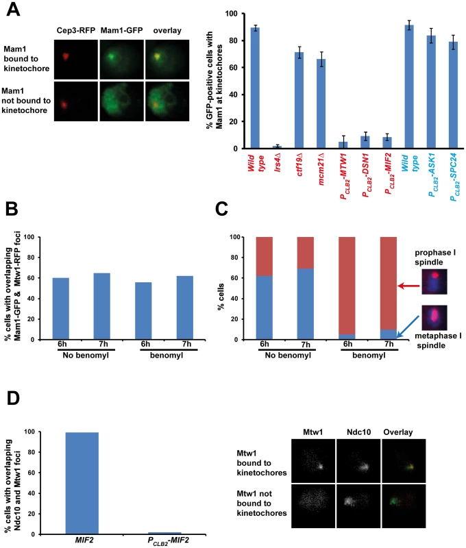 Monopolin localization to kinetochores requires the MIND complex and CENP-C.