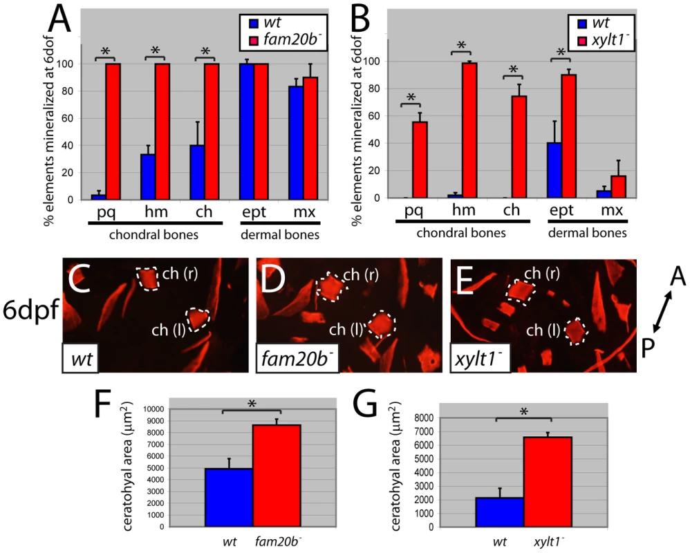 <i>fam20b</i> and <i>xylt1</i> mutants have increased perichondral bone.