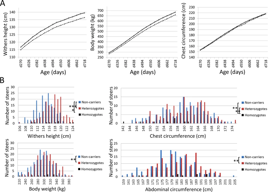 Effects of <i>CW-3 Q</i> or risk allele on skeletal measurements.