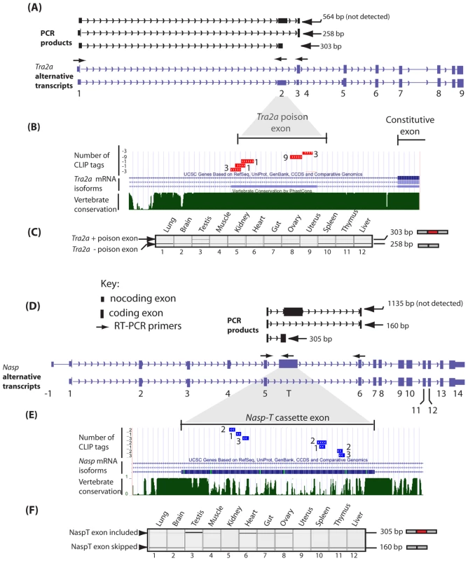 The <i>Tra2a</i> poison exon and <i>Nasp-T</i> cassette exon are conserved in vertebrates and spliced at high levels of inclusion in the mouse testis.