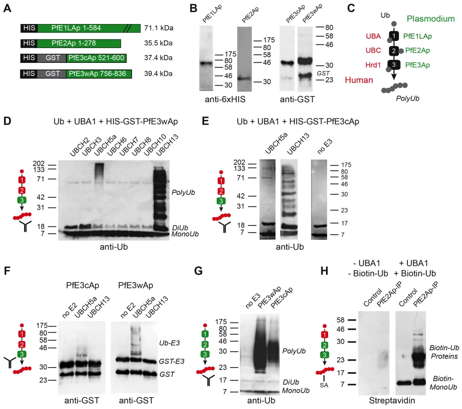 Recombinant <i>Plasmodium falciparum</i> apicoplast proteins show ubiquitin activation, conjugation and ligation activity.