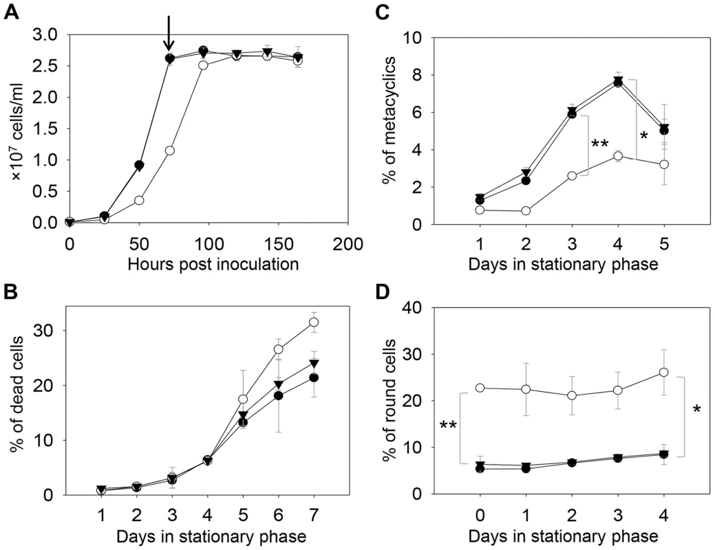 <i>C14dm</i><sup>−</sup> mutants are viable but show defects in growth rate, cell shape and differentiation.