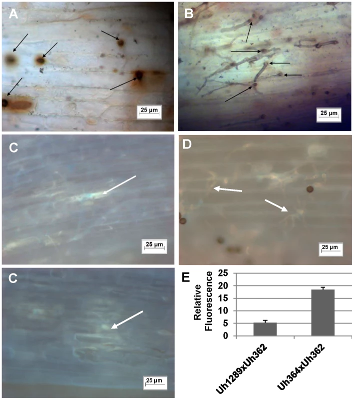 Light microscopic analysis of compatible and incompatible infection types.