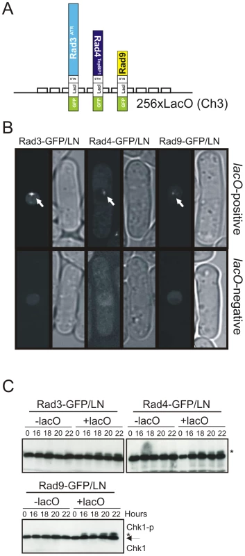 Checkpoint protein recruitment to chromatin causes checkpoint activation.