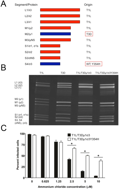 Construction of T1L × T3D reassortant reovirus strains.
