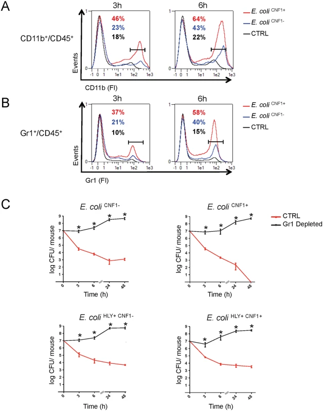 Gr1<sup>+</sup> cell subpopulations are necessary for the rapid clearance of the CNF1<sup>+</sup> strain from the blood.