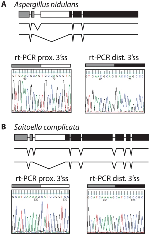 The use of alternative 3′ splice sites in <i>SKI7/HBS1</i> is conserved in the two other subphyla of <i>Ascomycota</i>.