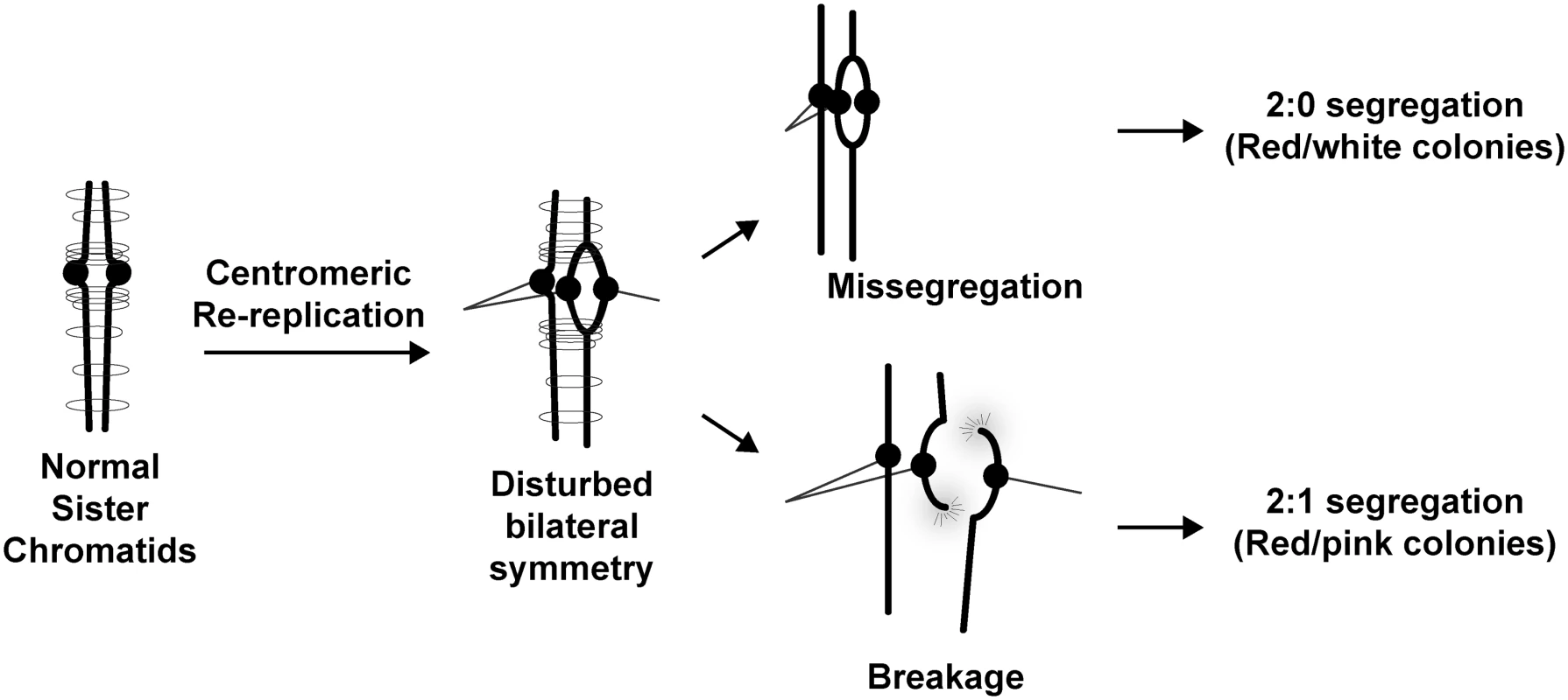 Possible ways for centromeric re-replication to perturb chromosome segregation.