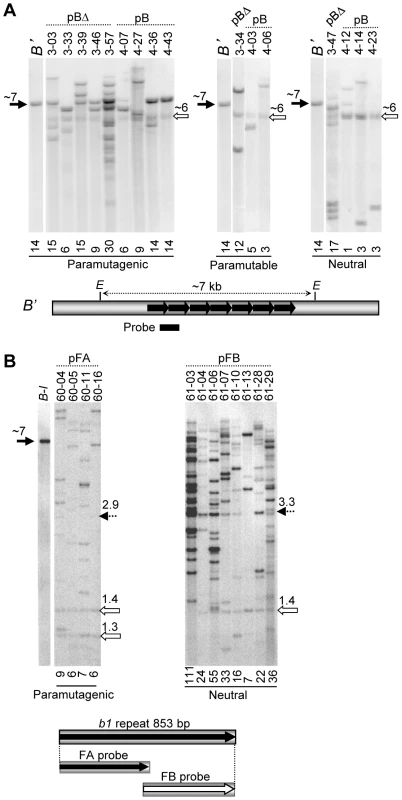 DNA blot analysis of maize transgenic events.