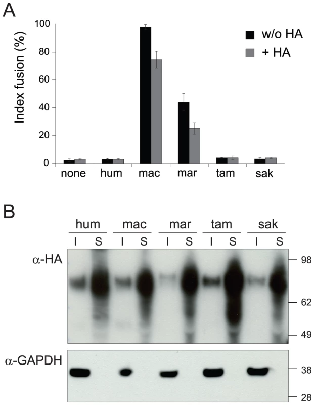 EnvV2 protein expression and cell surface localization.