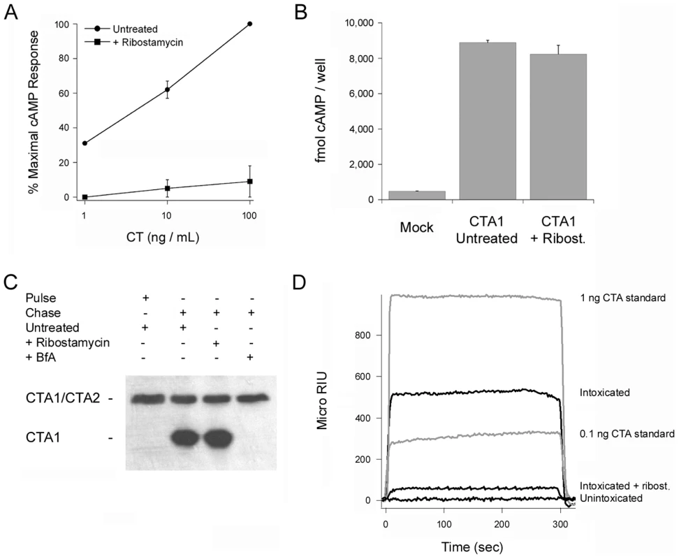 The chaperone activity of PDI is required for CT intoxication.