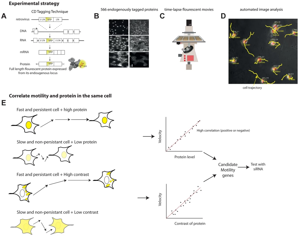 Overview of the noise genetics approach.