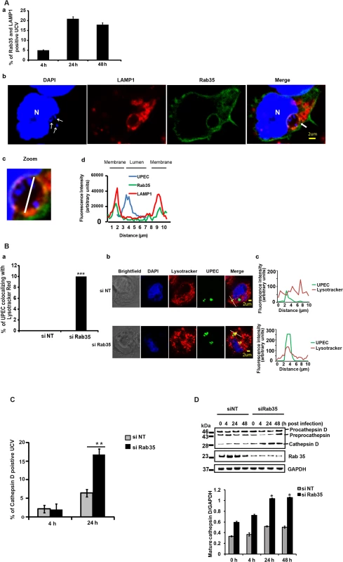 Loss of Rab35 targets UPEC to late lysosomal compartment.