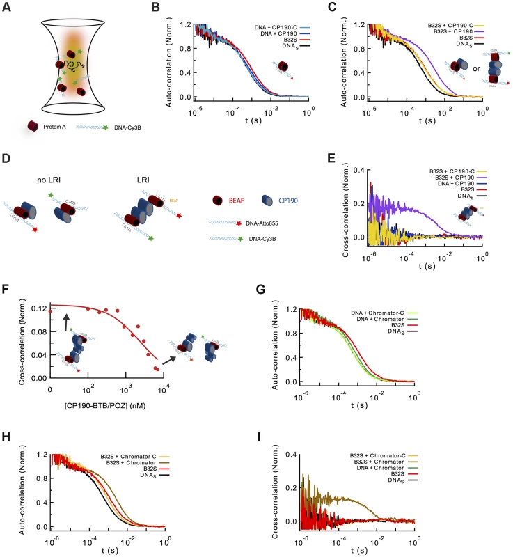 Formation of long-range interactions by insulator proteins.