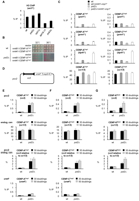 Loss of Clr6-CII function promotes assembly of CENP-A<sup>Cnp1</sup> chromatin at specific loci.