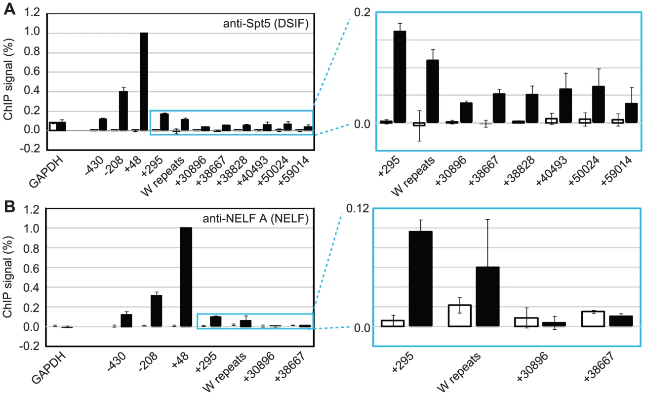 DSIF and NELF are recruited to Cp in Mutu III cells.