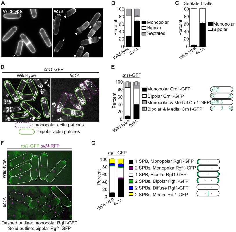 Loss of the cytokinesis protein Fic1 causes defects in <i>S.</i> <i>pombe</i> growth polarity.