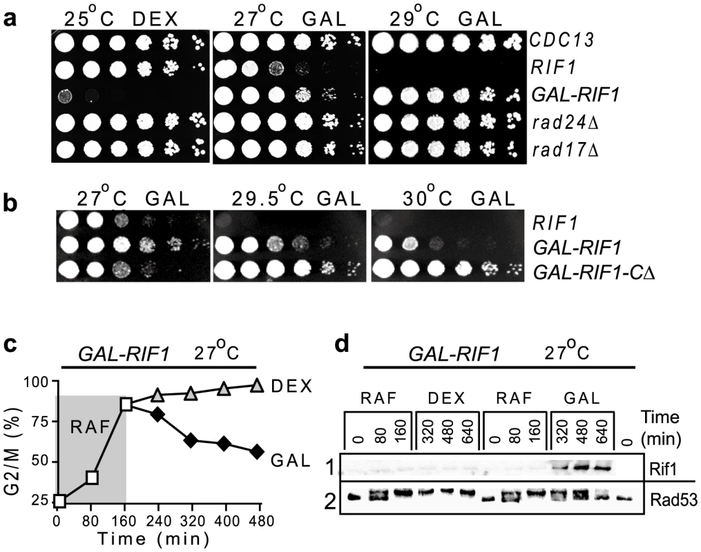 Rif1 over-expression simulates a checkpoint knockout; Rif1-induction terminates a checkpoint response.