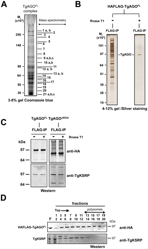 Proteomic analysis of <i>Tg</i>-AGO complexes.