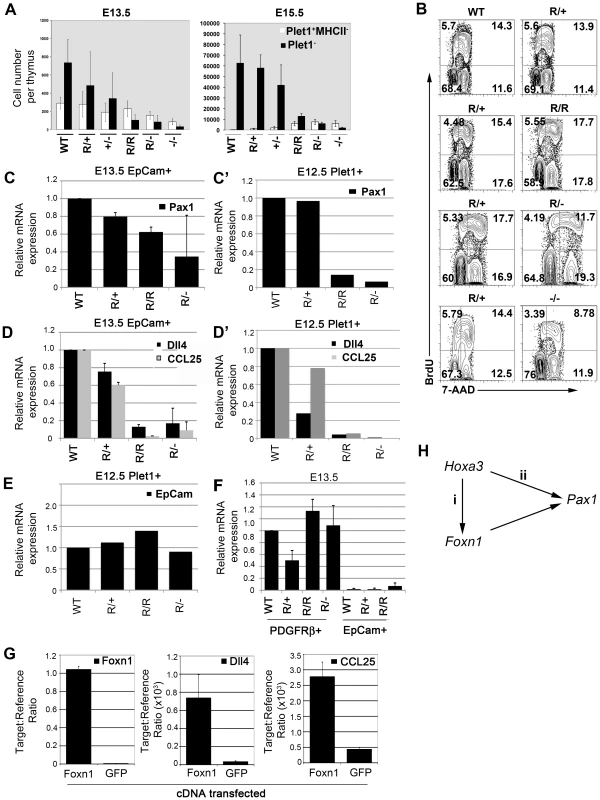 Foxn1 is required for exit from the earliest TEC progenitor states and regulates the size of the differentiated TEC compartment during ontogeny.