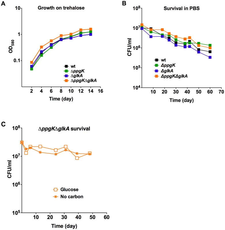 Gluokinases are dispensable for trehalose metabolism and survival during starvation.